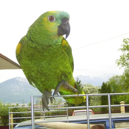 Oda ve Kahvaltı Le Paon Bleu Annecy *
